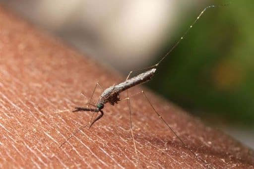 Image of a mosquito on skin: A close-up of a mosquito landing on human skin, illustrating the moment before it bites